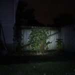 medium mode at 17 ft