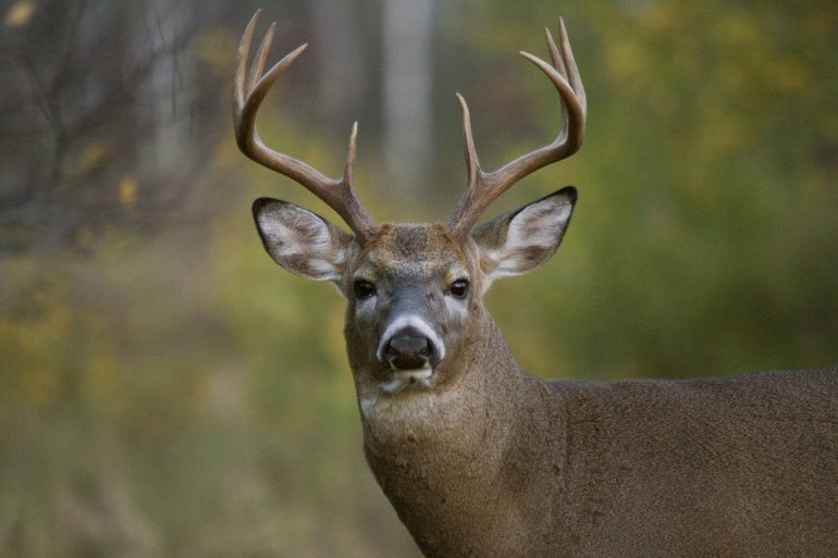 Want more BANG for your BUCK ? Click the buck!!